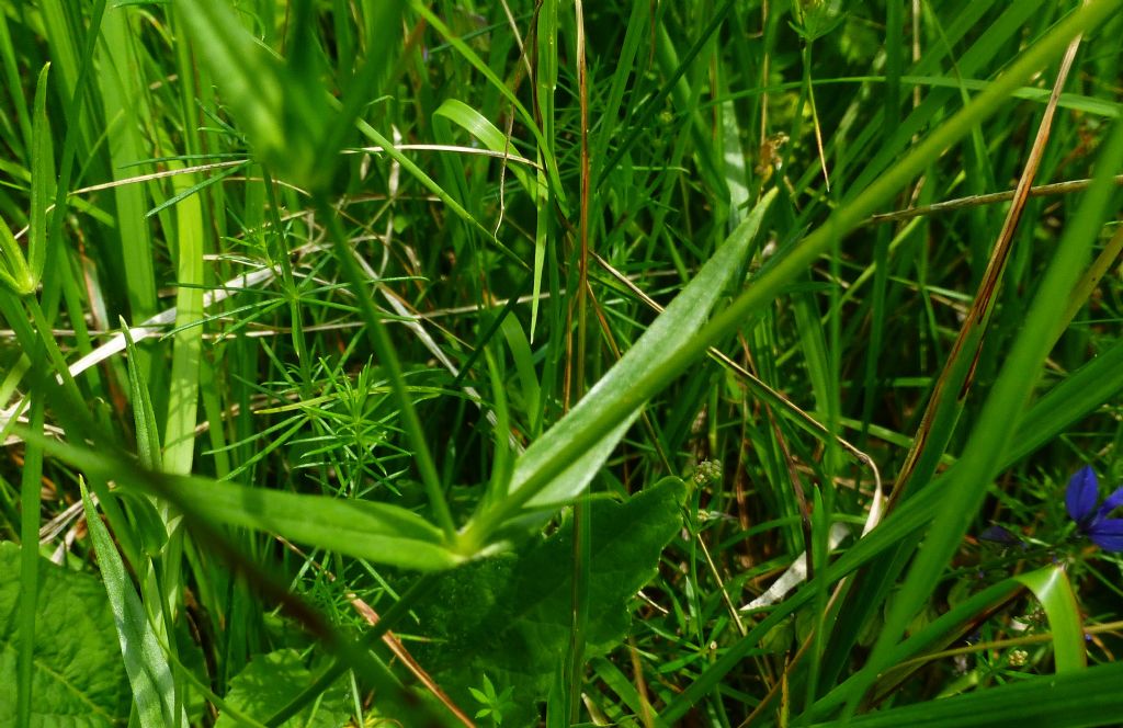 Stellaria graminea